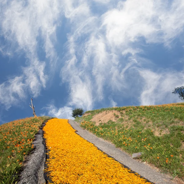 Denivka květina na šedesát Kamenná Hora — Stock fotografie