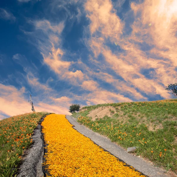 Daylily blomma på sextio sten mount — Stockfoto