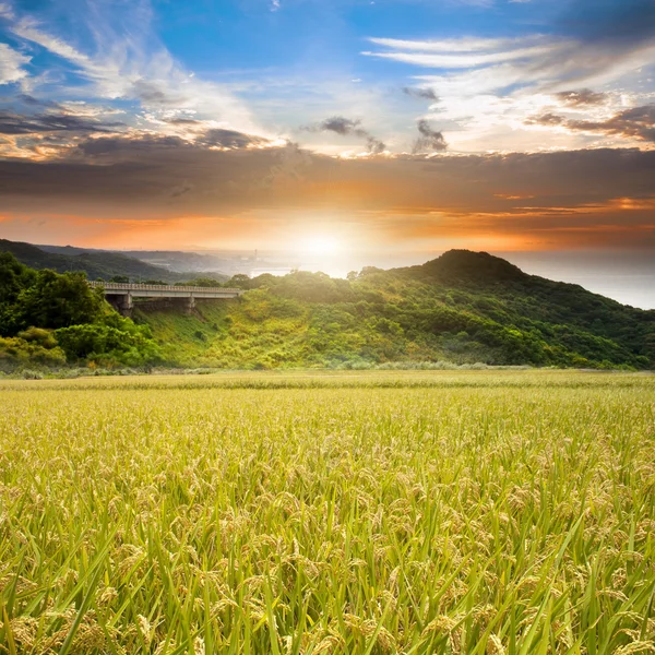 Ρύζι πεδίο πράσινο γρασίδι μπλε ουρανό — Φωτογραφία Αρχείου