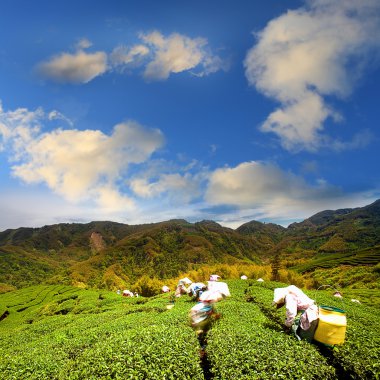 Mavi gökyüzü ile yeşil çay çiftlik