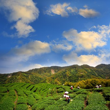 Mavi gökyüzü ile yeşil çay çiftlik
