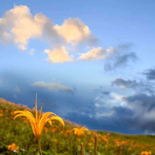 Daylily blomma — Stockfoto
