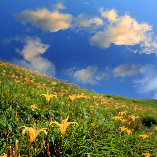 Daylily blomma — Stockfoto