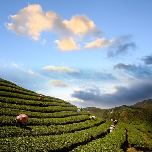 Granja de té verde con cielo azul — Foto de Stock