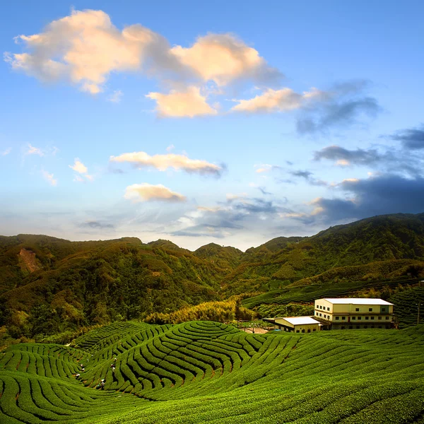 Green tea farm with blue sky — Stock Photo, Image
