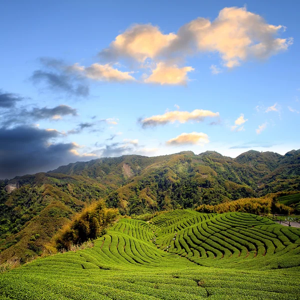 Groene thee boerderij met blauwe hemel — Stockfoto