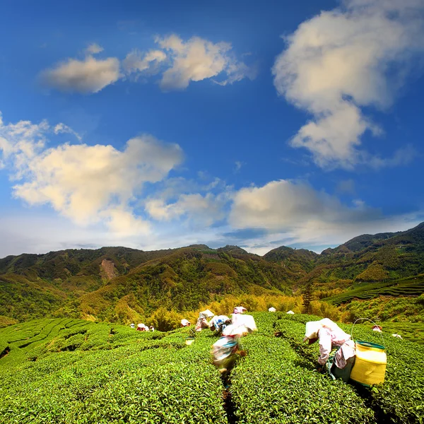 Green tea farm with blue sky — Stock Photo, Image