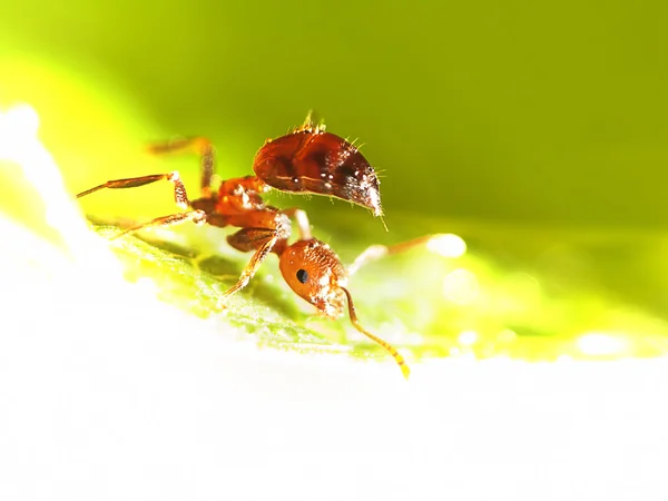 2 mm の蟻 — ストック写真