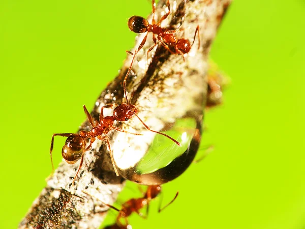 2 мм муравей — стоковое фото