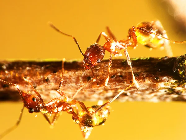 2 mm 개미 — 스톡 사진