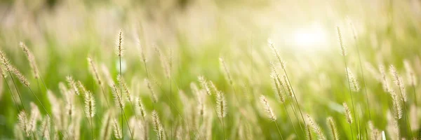 Pěkné pozadí čerstvé zelené trávy — Stock fotografie