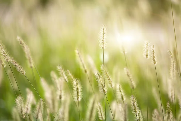 新鮮な緑の芝生の素敵な背景 — ストック写真