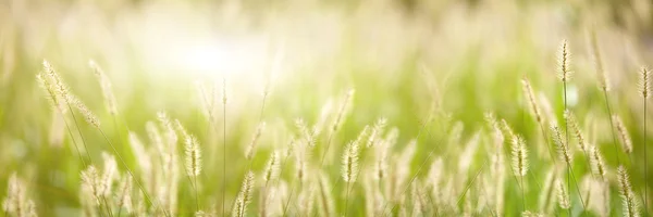 Pěkné pozadí čerstvé zelené trávy — Stock fotografie