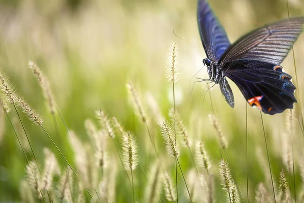 Schmetterling auf Blumen — Stockfoto