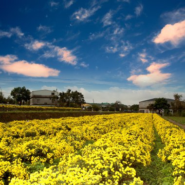 kasımpatı çiçekleri güzel gökyüzü ile