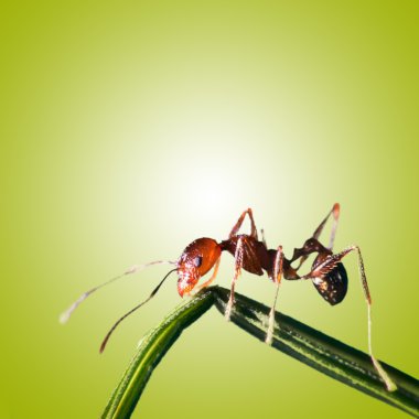 Ant on a leaf from macro lens. clipart