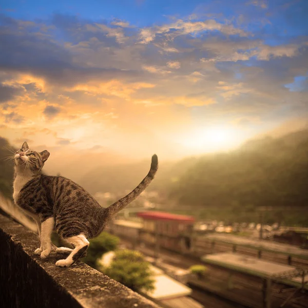 Cat with nice sky — Stock Photo, Image
