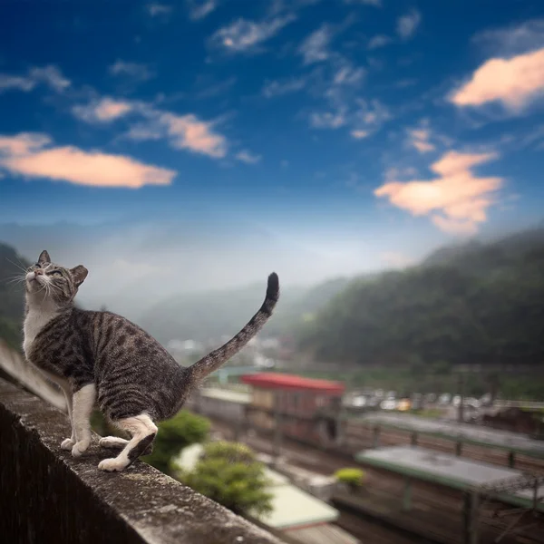 Katze mit schönem Himmel — Stockfoto