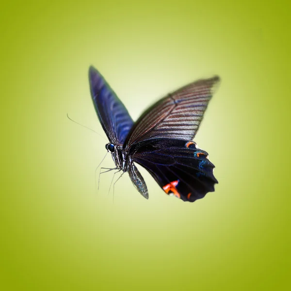 Mariposa aislada — Foto de Stock