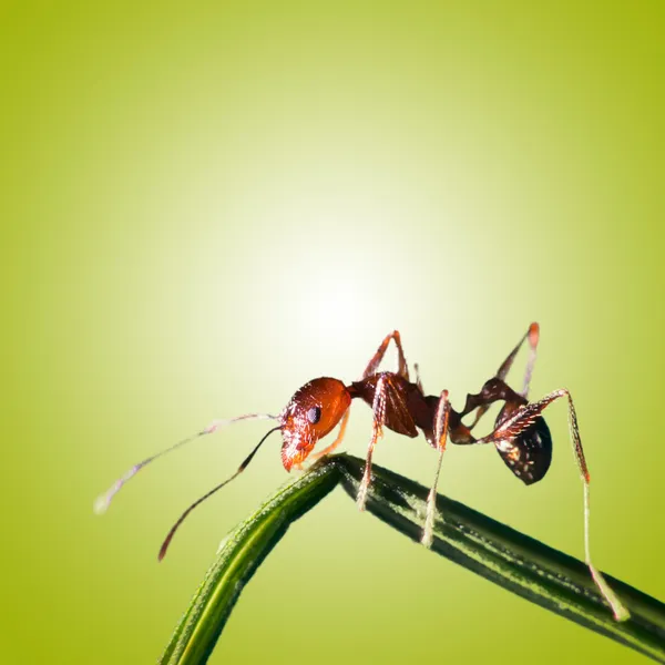 Mrówka na liściu z obiektywu makro. — Zdjęcie stockowe