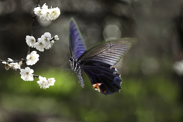 Motyl na ładny kwiat — Zdjęcie stockowe