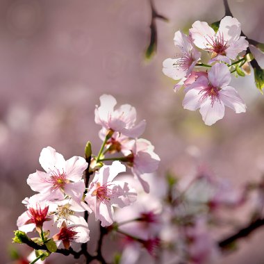 Pink sakura flower clipart