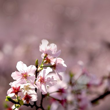 pembe sakura çiçek