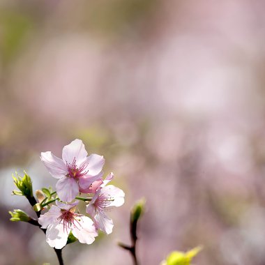 pembe sakura çiçek