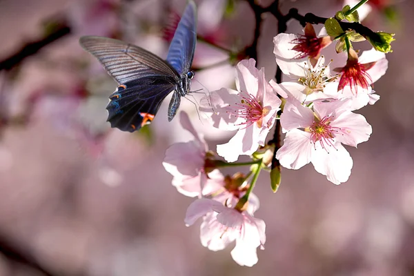 素敵な花蝶します。 — ストック写真