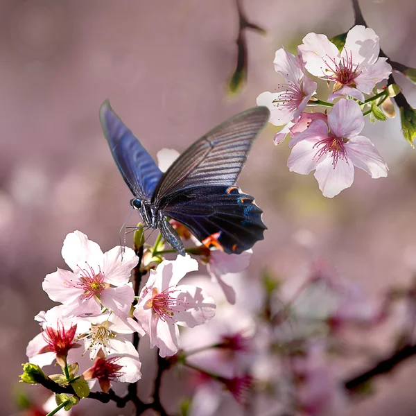 Mariposa en flor bonita — Foto de Stock