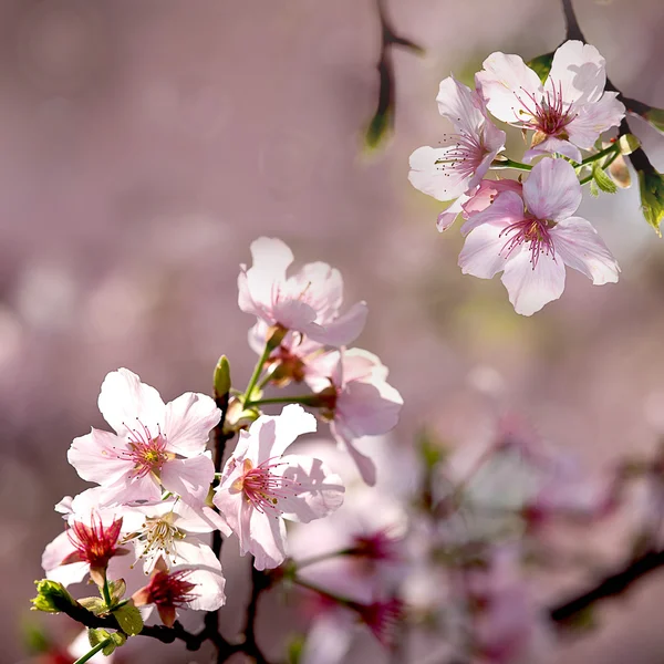Roze sakura bloem — Stockfoto