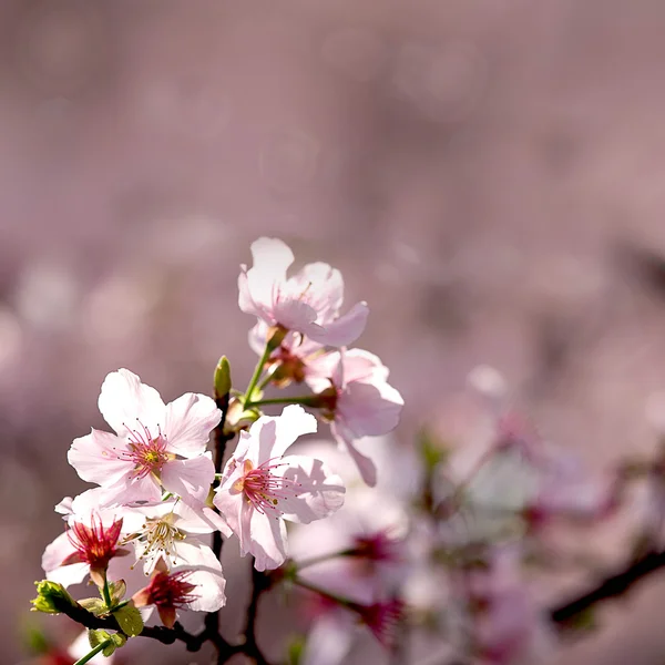Rosa flor de sakura — Foto de Stock