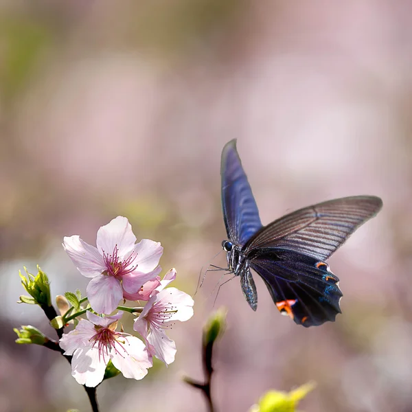 Бабочка на красивом цветке — стоковое фото