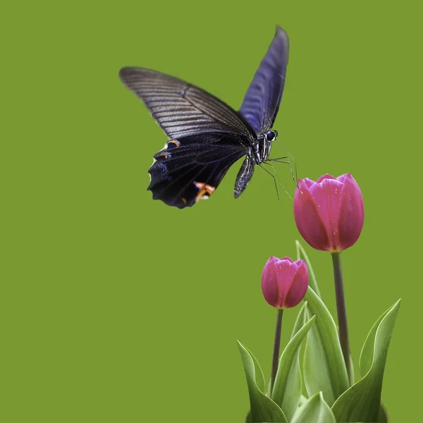 Schmetterling auf schöner Blume — Stockfoto