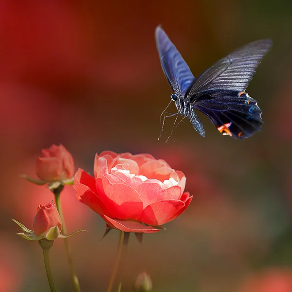 Motyl na ładny kwiat — Zdjęcie stockowe