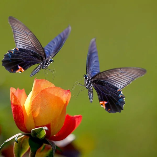 Farfalla su bel fiore — Foto Stock