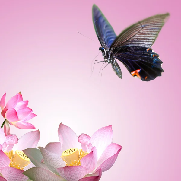 Farfalla su bel fiore — Foto Stock