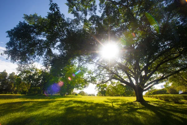 Zielone drzewa w parku i światło słoneczne — Zdjęcie stockowe