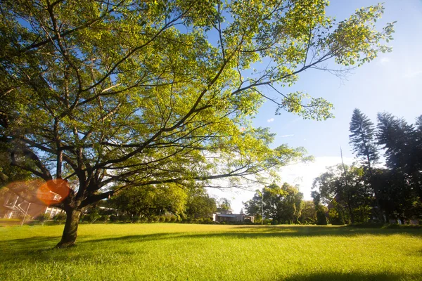 Parkta yeşil ağaçlar ve güneş ışığı — Stok fotoğraf