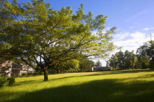 Зеленые деревья в парке и солнечный свет — стоковое фото