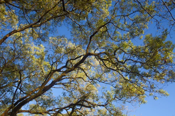 공원 과 햇빛을 받는 푸른 나무들 — 스톡 사진