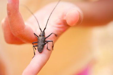 Big long-horned beetle Monochamus sutor on child hand clipart