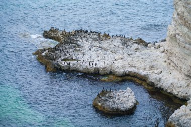 Bird flock on the cliff clipart