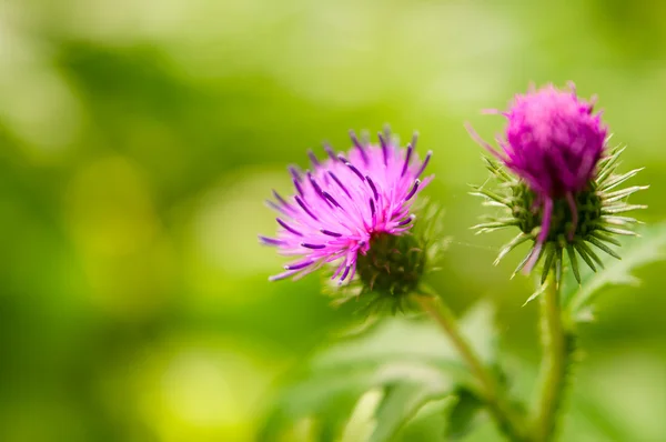 stock image Burdock thorny flower in summer