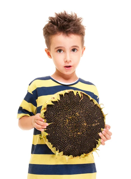 Liten pojke anläggning mogen solros — Stockfoto