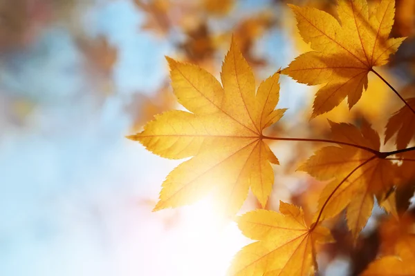 Hojas de otoño — Foto de Stock