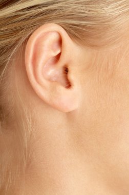 Ear of blond clipart