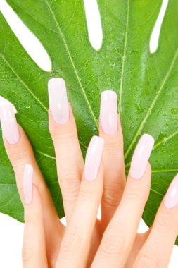 Female hands with green leaf clipart