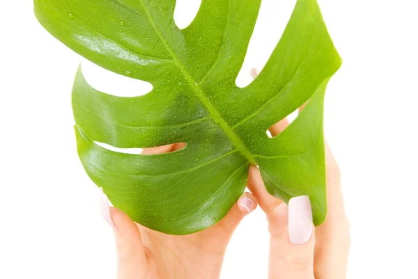 Mani femminili con foglia verde — Foto Stock