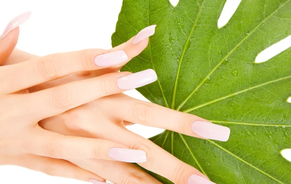 緑の葉を持つ女性の手 — ストック写真